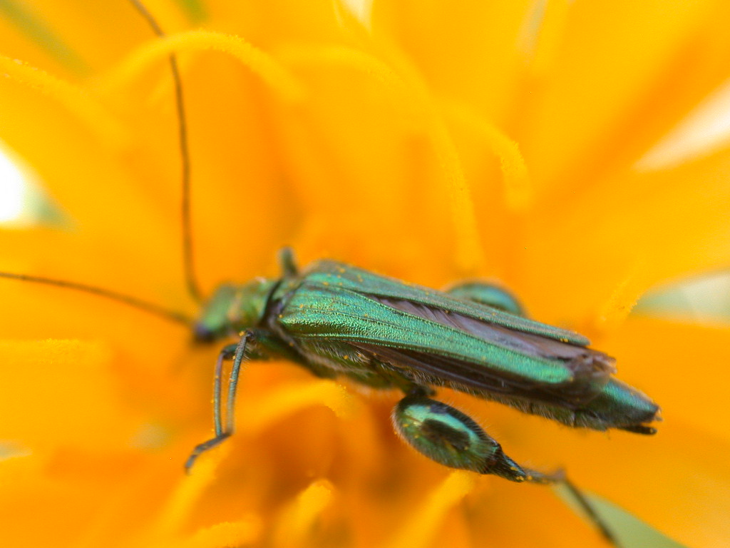 Che muscoli ...Oedemera nobilis